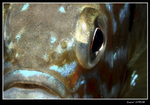 the eye of the pumkinseed sunfish ... close, very close :-D by Daniel Strub 